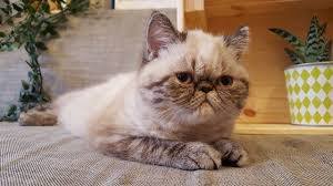 4 ras kucing paling besar di dunia, no 3 mirip dengan anak macan tutul kucing merupakan salah satu. Ini Dia 6 Baka Kucing Paling Comel Mana Satu Pilihan Korang Remaja