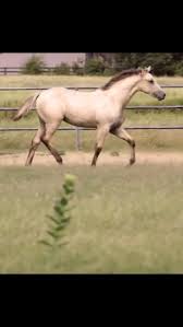 See more ideas about horses, buckskin horse, beautiful horses. My Little Buttermilk Buckskin Horses