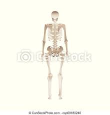 Front view of muscles, back view of muscles, organs, nervous system. Back Of The Human Skeleton Body Anatomy From Different Point Of View Bones Reference For Persons Posterior Medical Canstock