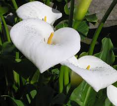 Calla Lilies Are An Asset To Any Garden But If You Would Like To See Calla Lilies Year After Year In Your Garden You Calla Lily Bulbs Lily Care Lily Plants