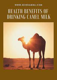 It is three times higher in vitamin c here's a few other fun facts for you from the desert farm camel's milk website raw camel milk contains over 120 strains of lactic acid bacteria (lab) that are both beneficial to the gut. Being Amna