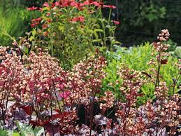 Der botanische garten von shanghai ( chinesisch : Silberglockchen Shanghai Schonste Stauden Expertenwissen