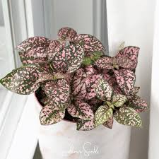 Image result for Hypoestes cancellata