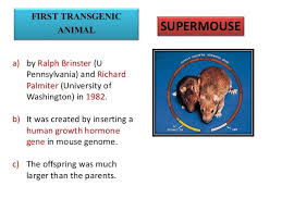 Perhaps the most famous examples are food crops like soy and corn that have been genetically modified for pest and herbicide resistance. A Transgenic Organism Is Ethical Concerns Transgenic Animals Transgenic Animals Can Be Used To Make These Biological Products Too Perpustakaan Umum
