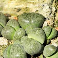 Forest cacti grow in wooded areas, ranging from temperate forests to subtropical and tropical regions. Growing Pleiospilos Nelii Split Rock Succulent Care Tips