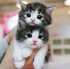 Great sites have mcallen pets for sale on craigslist are listed here. Free Kittens Near Me Craigslist Free Kitten Around Me Facebook