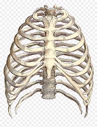 Rib cage transcutaneous electrical nerve stimulation vertebral column electrical muscle stimulation. Rib Cage Drawing Transparent Rib Cage Png Png Download Vhv