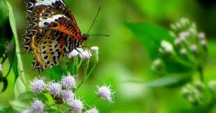 Tamil Lacewing Cethosia Nietneri Butterfly Species Beautiful Butterflies Lacewing
