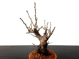 Maybe you would like to learn more about one of these? Bonsai Prunus Mume Japanese Flowering Apricot Ume Kagoshima Kobai Middle Size Bonsai Online Shopping Site Of Bonsai Treesfrom Japan