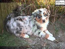 Australian shepherds or aussies are lean, medium, bobtailed dogs and a cowboy favorite for guarding and herding at ranches, rodeos, and horse shows. Australian Shepherd Blue Merle Collection Of Pictures Australian Shepherd Blue Merle Dogs Youtube