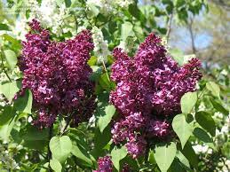 Beautiful Pictures Of Lilacs Picture 4 Of Common Lilac French Lilac Monge Syringa Vulgaris Syringa Vulgaris Syringa French Lilac