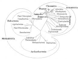 Der er mange andre fylogenetiske algoritmer. Https Mariomairal Com Wp Content Uploads 2020 10 Plant Systematics An Integrated Approach Gurcharan Singh 3 Edition Pdf
