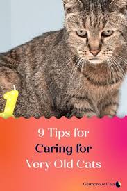Pin On Cat Health