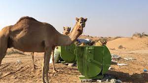 Until now, camels have been a problem in australia. Warning To Desert Campers Over Harm Caused To Animals By Litter The National