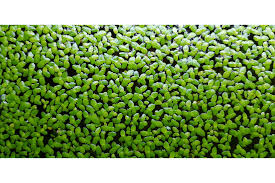 Image result for Lemna