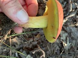 Image result for Boletus speciosus