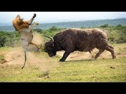 Wild Animals Fighting Lion Vs Buffalo Lion Buffalo Video African Animals Animal Attack Wild Animals Attack Animals Of The World