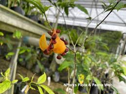 Image result for Tabernaemontana inconspicua