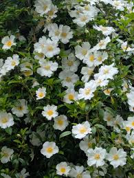 Image result for Rosa laevigata