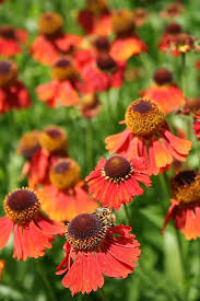 Helenium Moerheim Beauty Zonnekruid De Tuinen Van Appeltern In 2020 Blumen Garten Tulpen