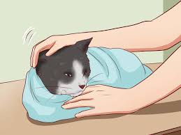 Maybe you would like to learn more about one of these? How To Open A Cat S Mouth 9 Steps With Pictures Wikihow