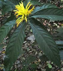 Image result for Justicia aurea