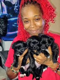 50+ Shih Tzu Puppies for sale near West Granby, CT 06090, USA