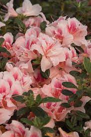 Faq Encore Azalea Azalea Flower Azaleas Azaleas Care