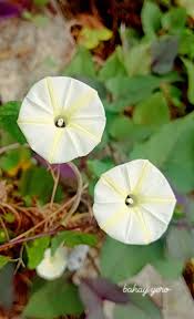 Image result for Ipomoea obscura