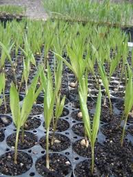 But like any business, a plant nursery. Start A Backyard Plant Nursery Business Part 1 Choosing What To Grow And Unique Plants Mother Earth News