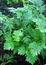 Image result for Selaginella vogelii