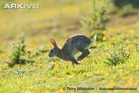 Image result for RABBIT