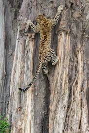 What Inspires Tiere Ausgestopftes Tier Tiere Wild