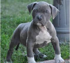 Original reinrassiger pitbull blue line auf diesem wege suchen unsere zwei wunderschönen pit bull terrier welpen (zwei m. Amstaff Blue Line Welpen Kaufen Schweiz