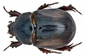 Image result for Pentodon