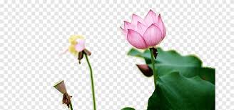 We did not find results for: Nelumbo Nucifera Air Lili Efek Teratai Akar Teratai Daun Teratai Daun Gaya Cina Png Pngegg