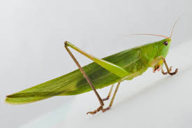 Image result for Ruspolia australis