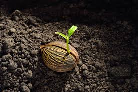 Hạt giống, chiếc hộp thời gian của sự sống - Kinh Thánh và Khoa học