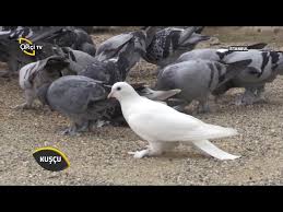 Taklaci Guvercinler Kuscu Youtube