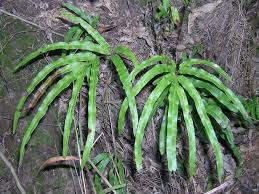 Image result for Pteris
