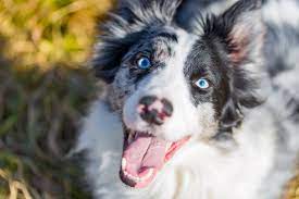 Check spelling or type a new query. Can A Dog Be Put Down For Biting Someone Rehome By Adopt A Pet Com