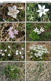 Honestly, there are a number of harmful weeds that have purple flowers. Spring Beauty And Star Of Bethlehem Purdue University Turfgrass Science At Purdue University