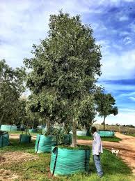 When ever possible we will work with you to secure your woodies for early spring delivery. Transform Your Landscape With Mature Big Trees Tree Sales Consult