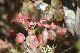 chaparral biome location climate plants and animals