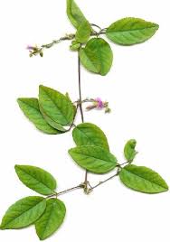 Image result for Galactia striata