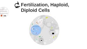 Are fertilized eggs haploid or diploid. Meiosis Fertilization Haploid Diploid Cells By John Diehl