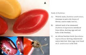 Image result for Erythrina livingstoniana