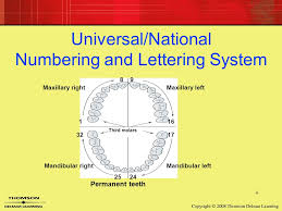 14 Dental Charting Ppt Video Online Download