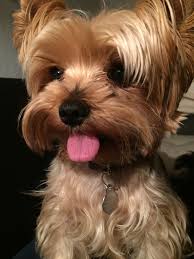 Pin By Brooke Collins On Yorkshire Terrier Yorkshire Terrier Top Dog Breeds Lap Dogs