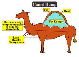 In this amusing fable, kipling paints a picture of an camels' humps are made of fat, and will sustain the animal through long periods of travel and little food. The Camels Hump Is Made Of Which Tissues A Skeletal Class 11 Biology Cbse